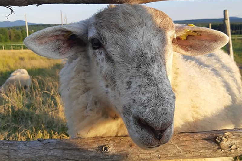 Visite à la ferme - Asinerie Les ânes en culottes - Ste-Anne de la Rochelle